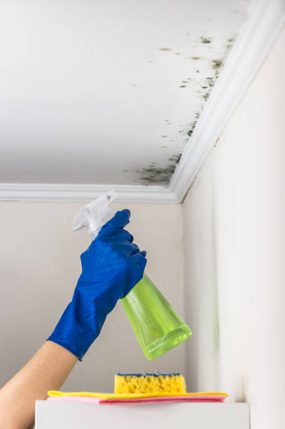 Office Mold Removal Services in Highland, UT